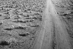Tietkens-plains-Track