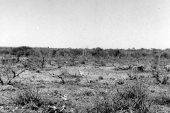 54-Fwd-Area-Scrub