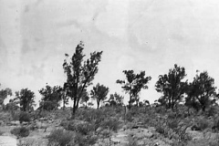 Feb54-She-oaks-nr-Village