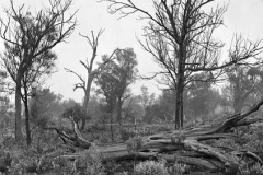 Jul54-Sheoak-ridge-the-Village