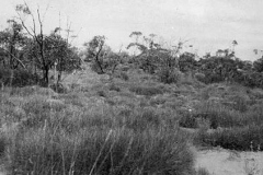 Spinifex-clumps