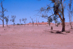 Sand-hills-Sth-of-Emu-64