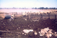 Sheep-Station-Corunna-Rd-to-Maralinga-1963