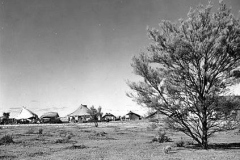 1955-Kittens-Timms-43mile-camp