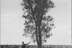 1955-The-One-Tree