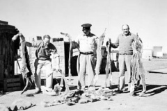 1955-dingo-pelts