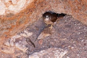 Fledgling Australian Kestrel nesting in Tietkins Well